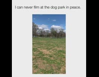 Black white pitbull dog pink collar park 