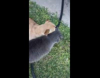 Cat trying to show dog love but it doesnt want it 