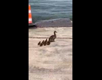 Duck with Ducklings Walk Towards Sea and Swims