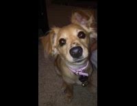 brown dog pink collar face filter angry bunny