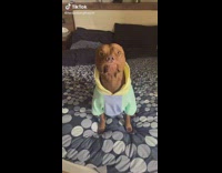 Dog in Hoodie Sits Still on Bed 