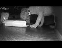 Dog opens Christmas present caught on camera