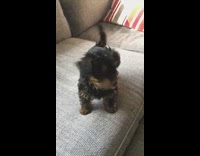 Small black dog wags tail and stands on couch 