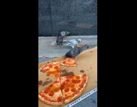 Pigeons eating pizza on street