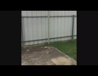 Three pigeons visit run around chase backyard