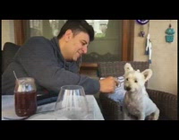 White Dog Refuses To Eat String Cheese Only Eats Fancy French Cheese