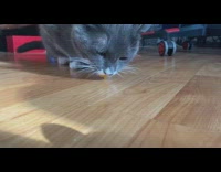 Cat licks and spits out goldfish crackers 