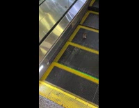 Rat climbing down escalator 