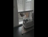 Brown kitten hangs on white blinds window 