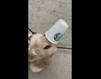 Dog licks starbucks whipped cream cup