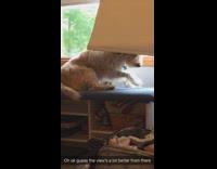 Dog lays at favorite spot window sill