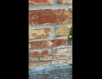 Yellow purple mixed pollen colored flowers result