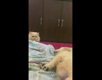 Cat watches sleeping golden retriever puppy bed 