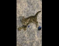 Small kitten playing with furry ball while lying on carpet