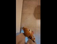 Orange white cat rub body on owner feet