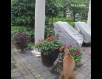 Brown Dog Looks For Squirrel in Black Flower Pot