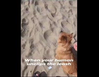 Dog unleashed and run towards the beach