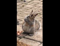 Collab Clips MPUGC - Dog and squirrel staring at each other 