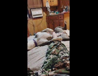 Guy use feet rub belly of dog