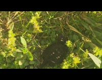 Pet turtle gets hit by the dogs paw