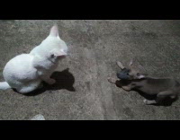 Brown puppy dog barks at white cat