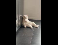 White cat sit on floor cleans self