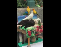 Guy sidewalk shrine animals birds guinea pig cat