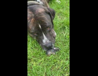 Black dog wont leave and protect small rabbit 