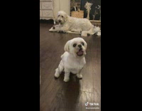 Small white dog makes noice for peanut butter 