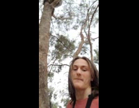 Koala on tree stares down at filmer