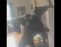 Black white dog hits pink balloon kids