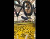 Collab winy - Pigeon bird eat hotdog on a stick