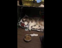 Husky dog lay inside cage with pillow