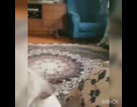 Cat watches girl pet other cat cabinet