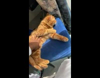 Fluffy Orange Cat Gets Pets 