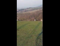Lamb herd run around the fenced field
