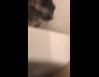 Collab Clips mpugc - Cat bath blue leash im cold