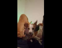 Two dogs fight while other dog stares