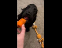 Black dog loves carrot feeds by owner
