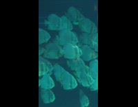 One fish from group with caving on fin