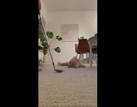 Pet cat reacts on golf trick shot