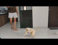 Golden retriever puppy vs white cat food 
