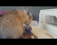 Cat bites takes pins out of cushion 