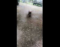 Collab Pets For All - Black brown puppy walks pavement concrete ground 