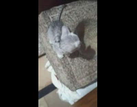 Grey kitten meows at camera 