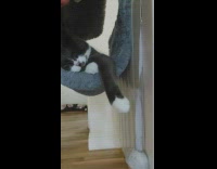 Lady kisses cat laying in hammock bed 