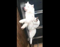 Pet cat knead and massages dog on the metal chair