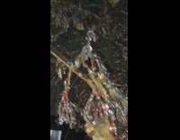 Tree branches frozen picked by filmer nighttime