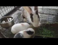 Baby bunny eats grass with mom 