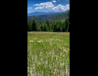 Collab PLC - Black pug on leash grass field mountain